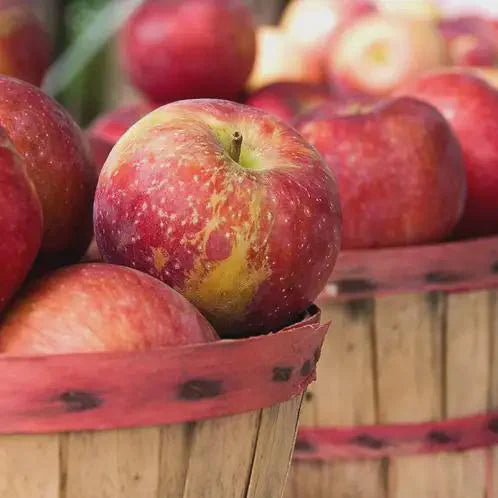 10oz. Soy Candle- APPLE HARVEST
