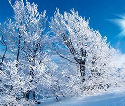 WINTER DAY - 10oz. Soy Candle